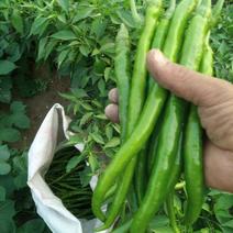 辣椒线椒基地种植直接供应