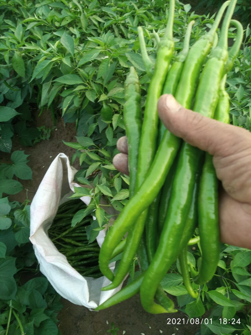 辣椒线椒基地种植直接供应