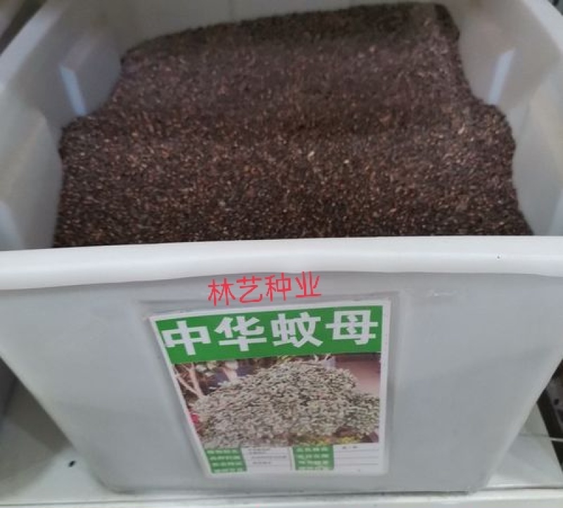 林木种籽中华蚊母种子文姆树种别名水浆柯子四季可播常青苗木