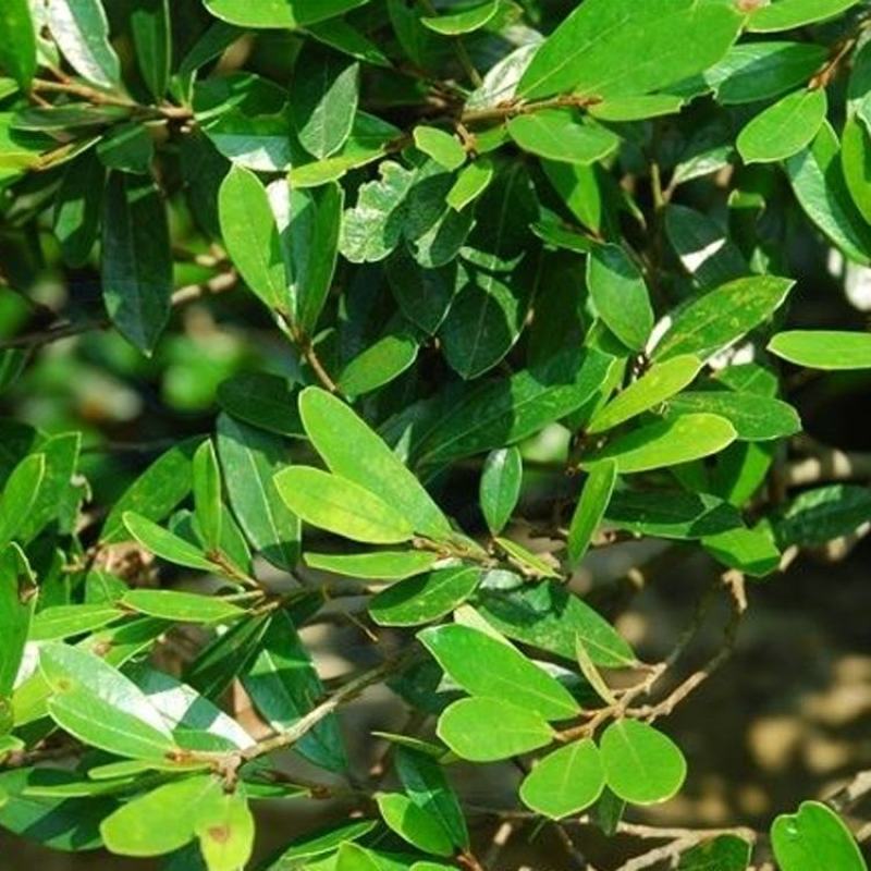 林木种籽中华蚊母种子文姆树种别名水浆柯子四季可播常青苗木