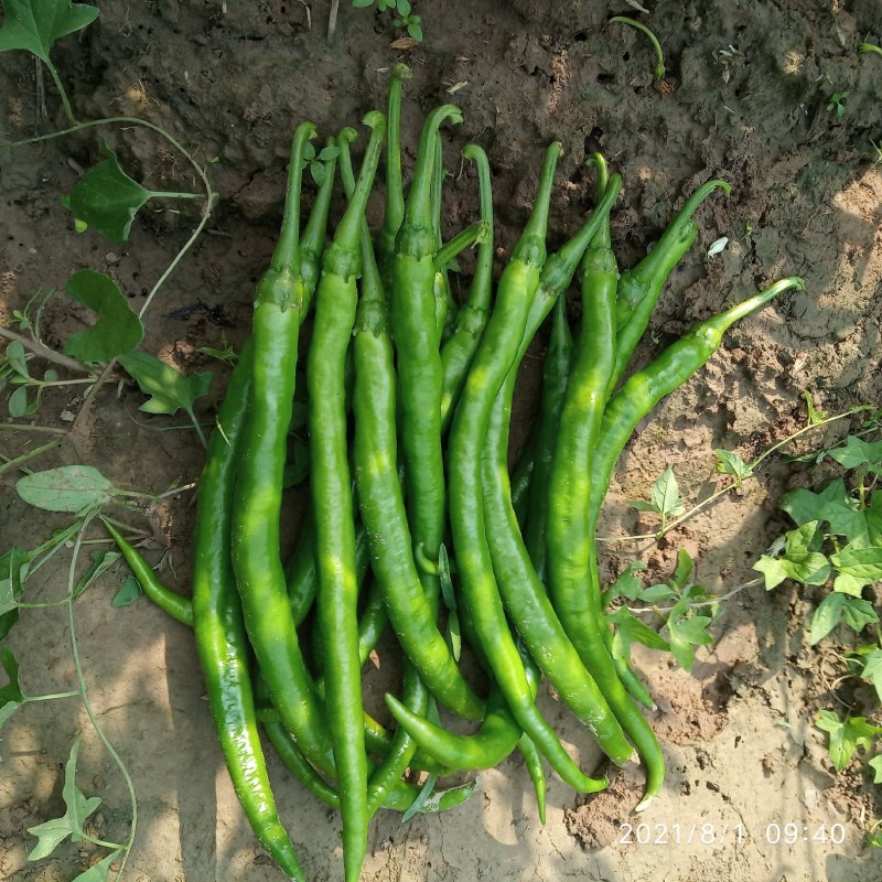 辣椒线椒基地种植直接供应