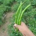 辣椒线椒基地种植直接供应