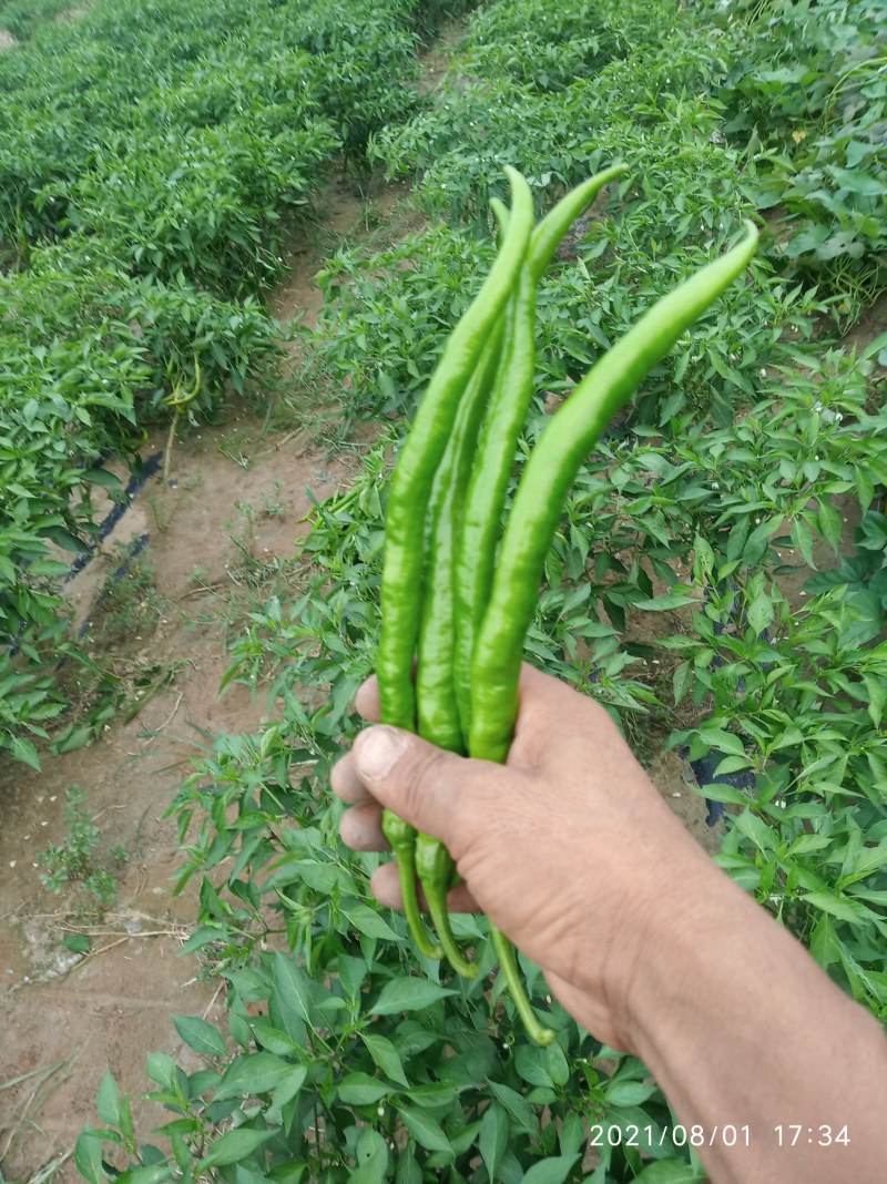 辣椒线椒基地种植直接供应