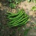 辣椒线椒基地种植直接供应