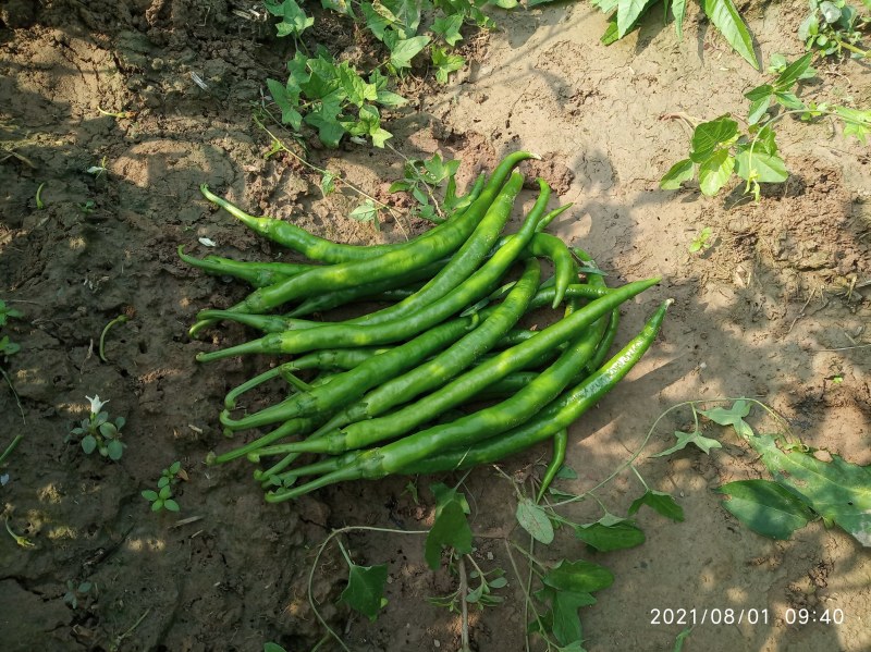 辣椒线椒基地种植直接供应