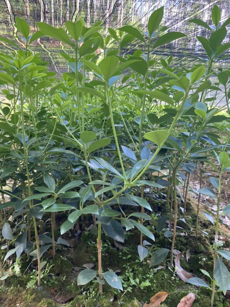 广西-百色-云南直销古龙八角嫁接苗优质品种自产自销