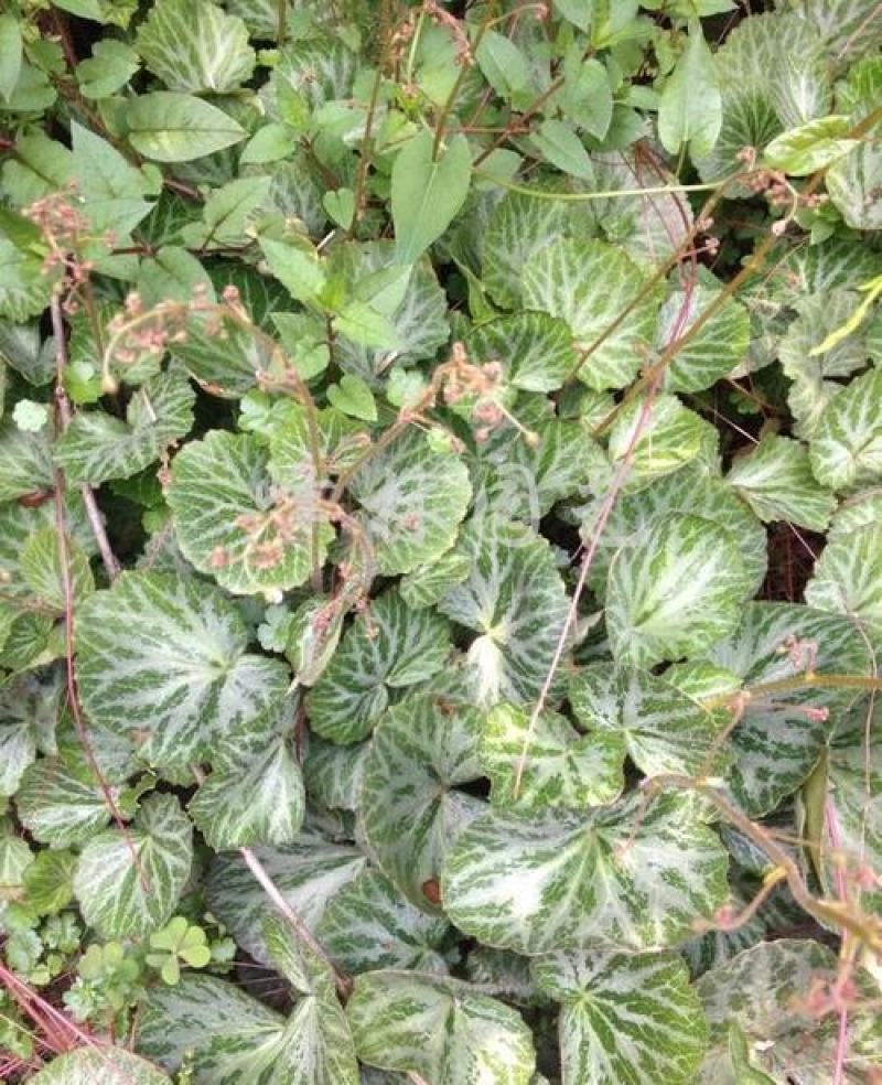 虎耳草新鲜现挖盆栽植物盆栽假山绿植金丝荷叶苗