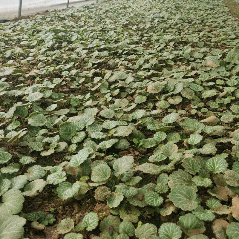 虎耳草新鲜现挖盆栽植物盆栽假山绿植金丝荷叶苗