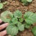 虎耳草新鲜现挖盆栽植物盆栽假山绿植金丝荷叶苗