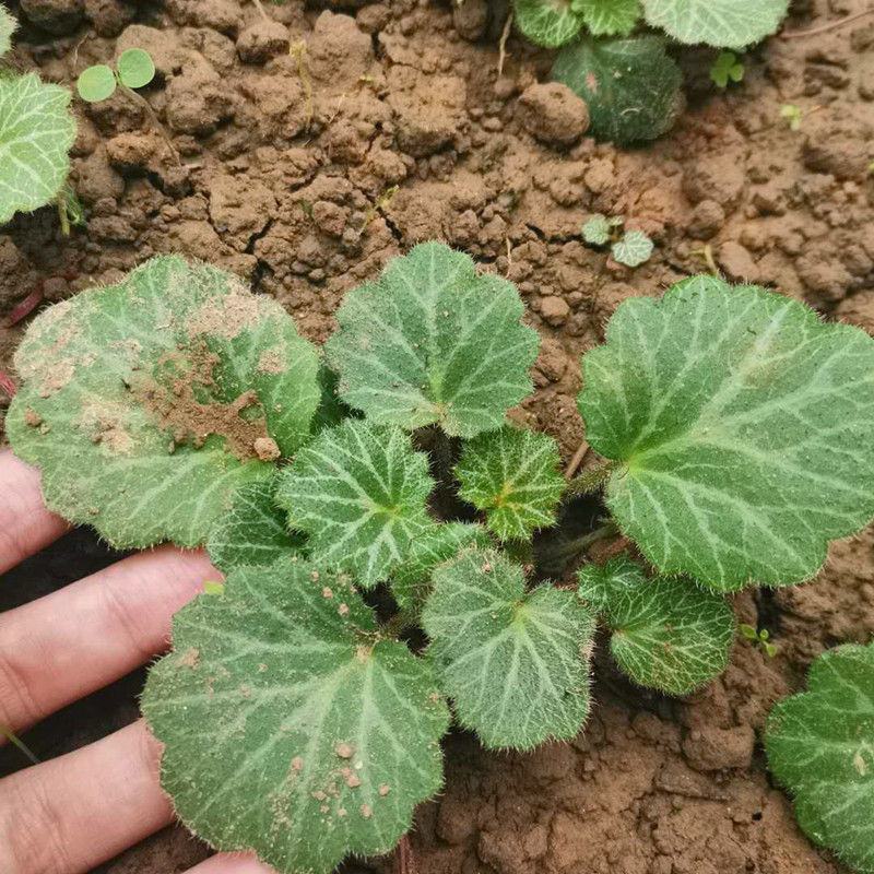 虎耳草新鲜现挖盆栽植物盆栽假山绿植金丝荷叶苗