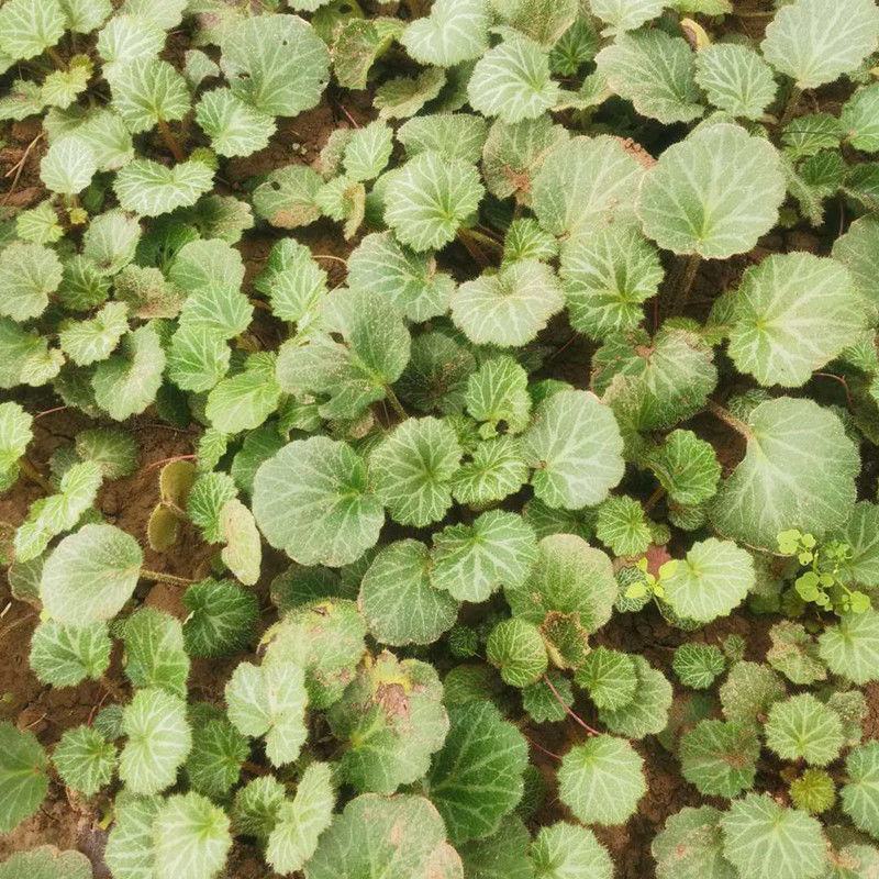 虎耳草新鲜现挖盆栽植物盆栽假山绿植金丝荷叶苗