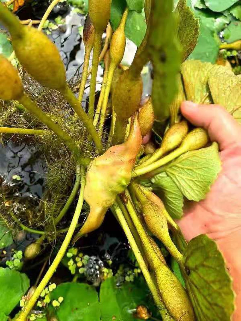 洪湖菱角