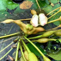 洪湖菱角