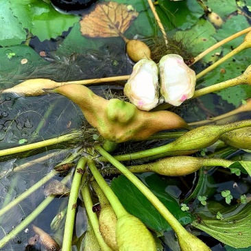 洪湖菱角