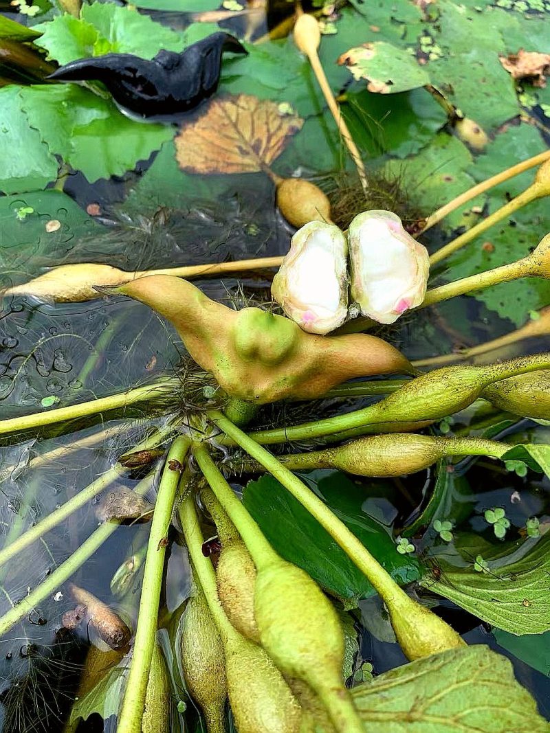 洪湖菱角
