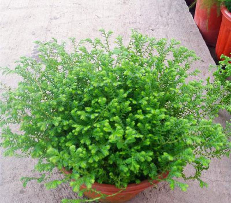 翠云青龙草盆栽绿地球幸福草耐阴盆栽兰花铺面办公室绿植花卉