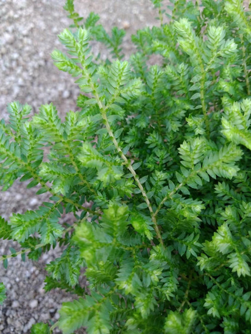 翠云青龙草盆栽绿地球幸福草耐阴盆栽兰花铺面办公室绿植花卉