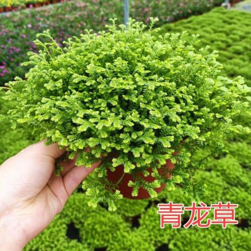 翠云青龙草盆栽绿地球幸福草耐阴盆栽兰花铺面办公室绿植花卉