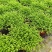 翠云青龙草盆栽绿地球幸福草耐阴盆栽兰花铺面办公室绿植花卉