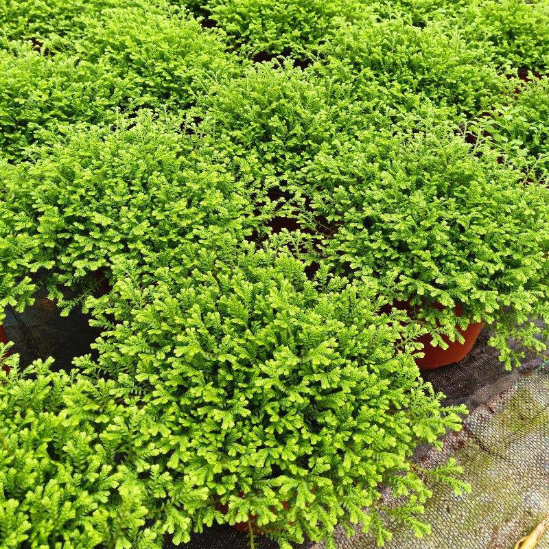 翠云青龙草盆栽绿地球幸福草耐阴盆栽兰花铺面办公室绿植花卉