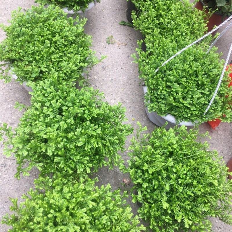 翠云青龙草盆栽绿地球幸福草耐阴盆栽兰花铺面办公室绿植花卉