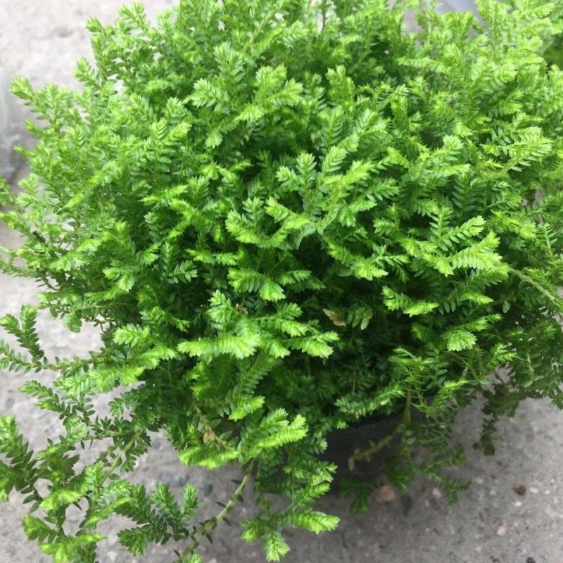翠云青龙草盆栽绿地球幸福草耐阴盆栽兰花铺面办公室绿植花卉