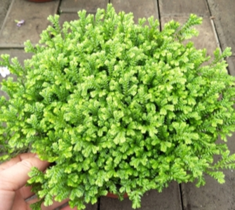 翠云青龙草盆栽绿地球幸福草耐阴盆栽兰花铺面办公室绿植花卉