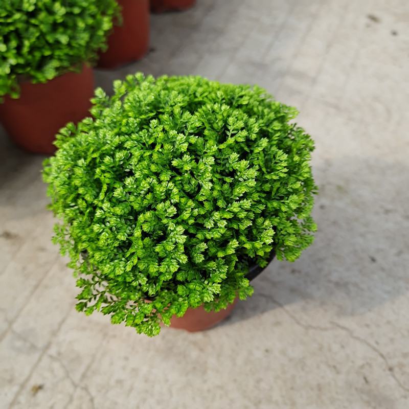 翠云青龙草盆栽绿地球幸福草耐阴盆栽兰花铺面办公室绿植花卉