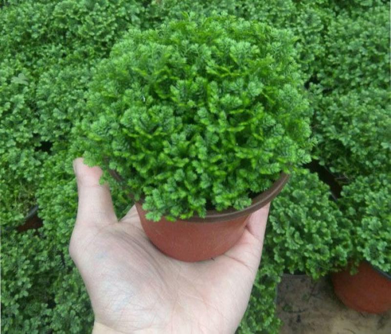 翠云青龙草盆栽绿地球幸福草耐阴盆栽兰花铺面办公室绿植花卉