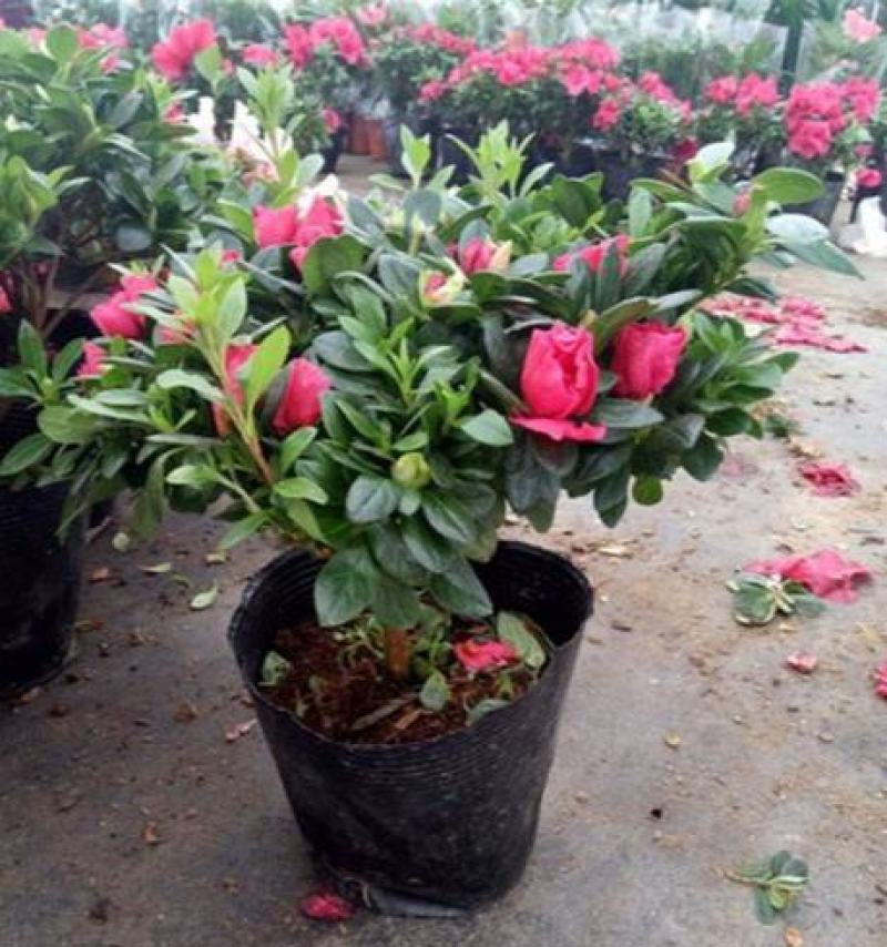 杜鹃花苗盆栽花卉植物室内外客厅阳台绿色植物