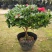 杜鹃花苗盆栽花卉植物室内外客厅阳台绿色植物