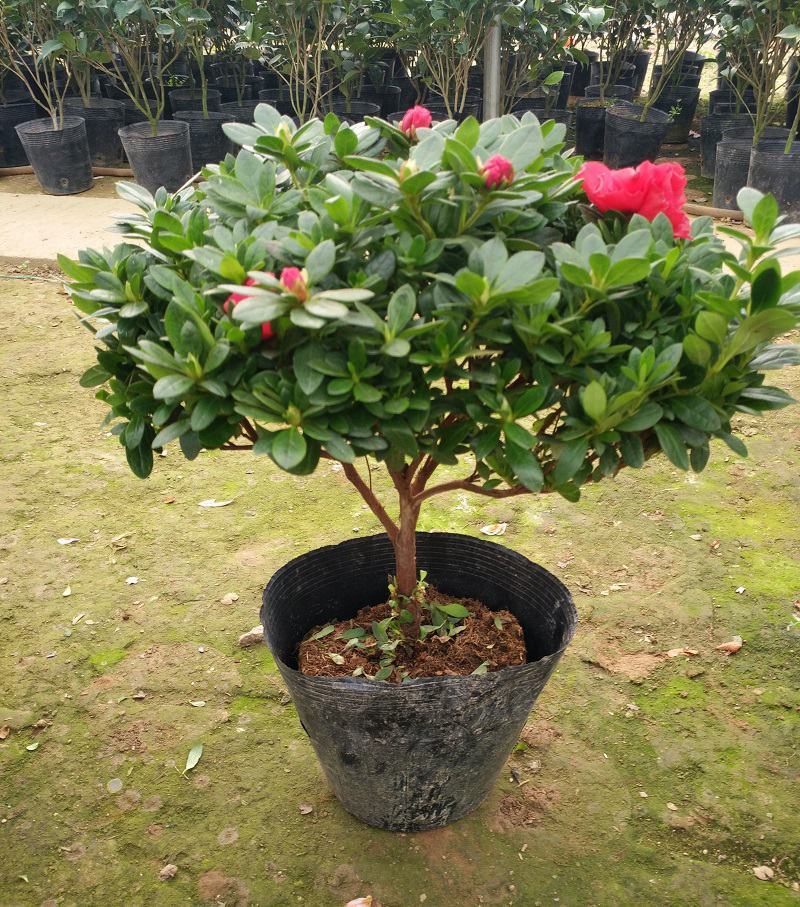 杜鹃花苗盆栽花卉植物室内外客厅阳台绿色植物