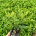 杜鹃花苗盆栽花卉植物室内外客厅阳台绿色植物