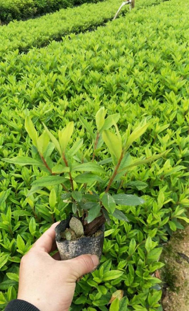 杜鹃花苗盆栽花卉植物室内外客厅阳台绿色植物