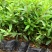 杜鹃花苗盆栽花卉植物室内外客厅阳台绿色植物