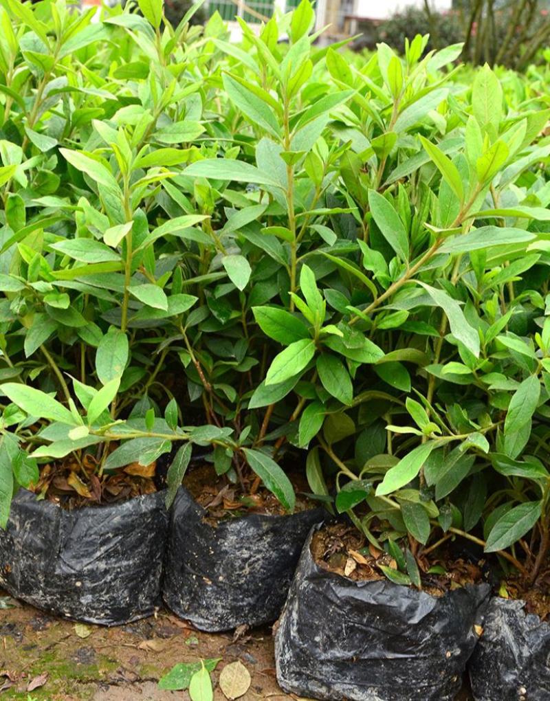 杜鹃花苗盆栽花卉植物室内外客厅阳台绿色植物