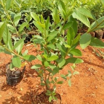 杜鹃花苗盆栽花卉植物室内外客厅阳台绿色植物