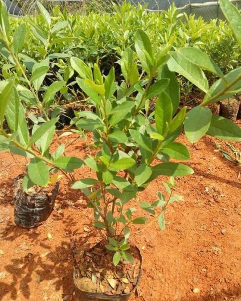 杜鹃花苗盆栽花卉植物室内外客厅阳台绿色植物