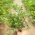 杜鹃花苗盆栽花卉植物室内外客厅阳台绿色植物