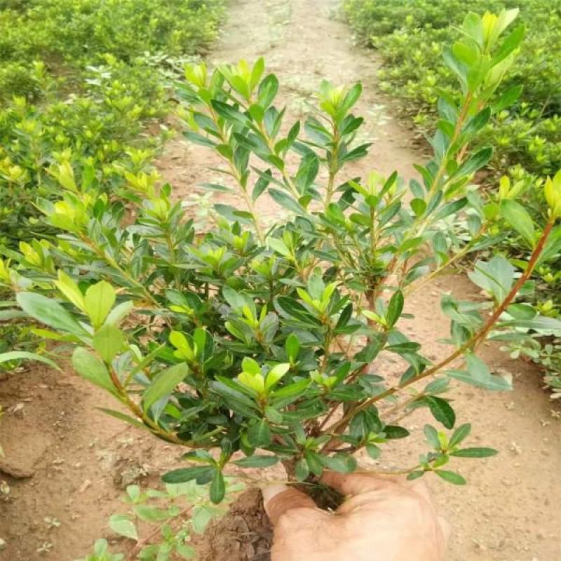 杜鹃花苗盆栽花卉植物室内外客厅阳台绿色植物