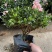 杜鹃花苗盆栽花卉植物室内外客厅阳台绿色植物