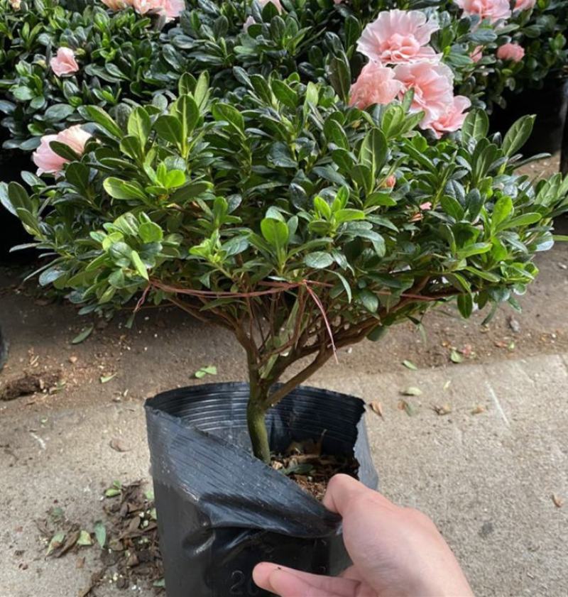 杜鹃花苗盆栽花卉植物室内外客厅阳台绿色植物