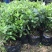 杜鹃花苗盆栽花卉植物室内外客厅阳台绿色植物