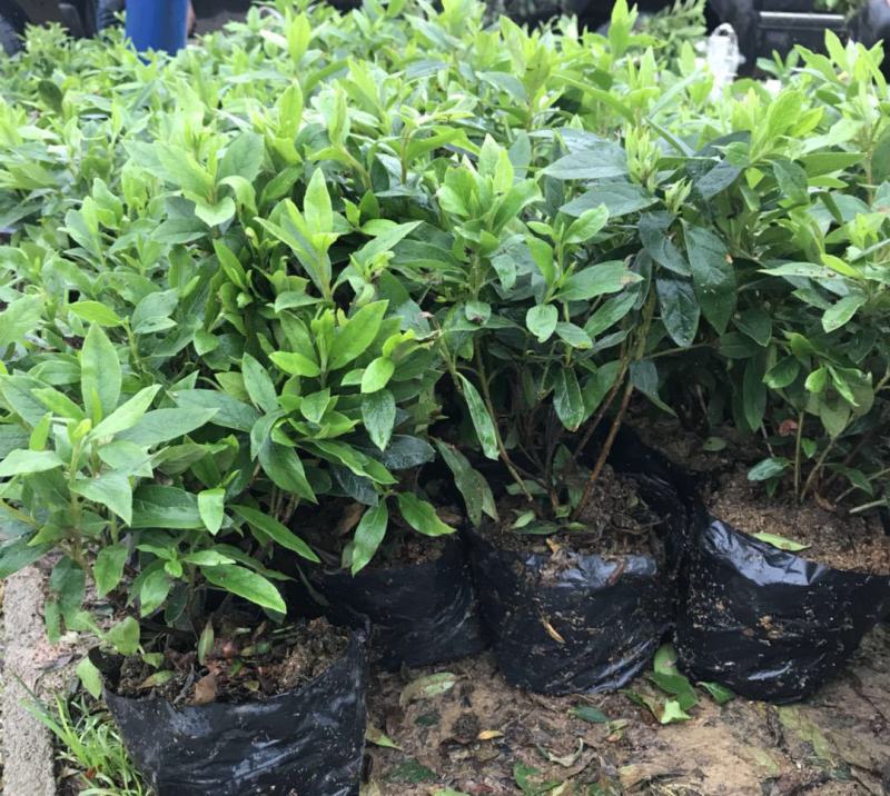 杜鹃花苗盆栽花卉植物室内外客厅阳台绿色植物