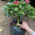 杜鹃花苗盆栽花卉植物室内外客厅阳台绿色植物