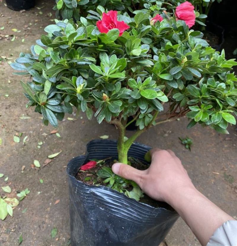 杜鹃花苗盆栽花卉植物室内外客厅阳台绿色植物