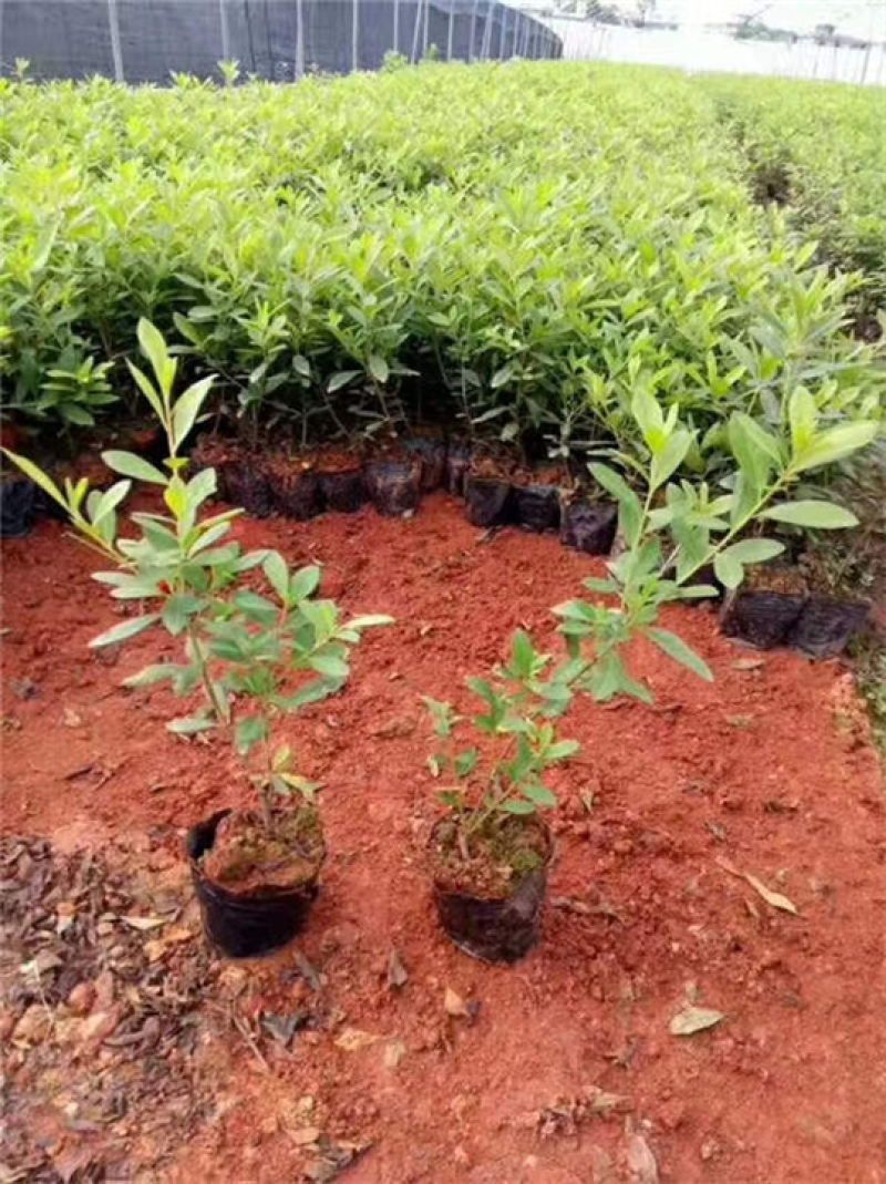 杜鹃花苗盆栽花卉植物室内外客厅阳台绿色植物