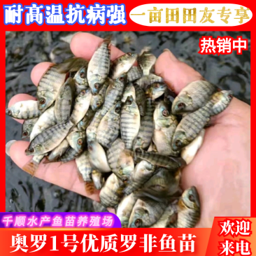 杂交青宝路罗非鱼苗、耐高温、抗病强、生长快