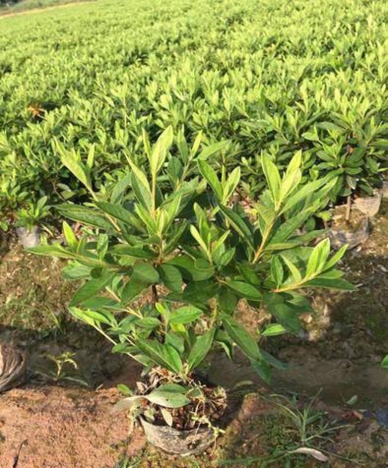 毛娟花苗绿化工程苗紫娟苗映山红花苗庭院盆栽地栽