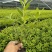 毛娟花苗绿化工程苗紫娟苗映山红花苗庭院盆栽地栽